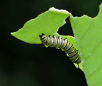 Monarch Caterpillar - Danaus plexippus Habitat: Milkweed; garden<br />
https://www.jungledragon.com/image/131870/monarch_caterpillar_-_danaus_plexippus.html<br />
https://www.jungledragon.com/image/131872/monarch_caterpillar_-_danaus_plexippus.html<br />
https://www.jungledragon.com/image/131871/monarch_caterpillar_-_danaus_plexippus.html Danaus plexippus,Geotagged,Monarch butterfly,Summer,United States,caterpillar,danaus,larva,monarch caterpillar