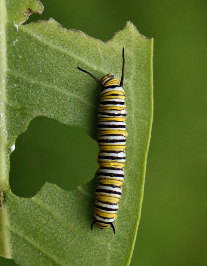 Monarch Caterpillar - Danaus plexippus Habitat: Milkweed; garden<br />
<figure class="photo"><a href="https://www.jungledragon.com/image/131870/monarch_caterpillar_-_danaus_plexippus.html" title="Monarch Caterpillar - Danaus plexippus"><img src="https://s3.amazonaws.com/media.jungledragon.com/images/3232/131870_thumb.jpg?AWSAccessKeyId=05GMT0V3GWVNE7GGM1R2&Expires=1759968010&Signature=j6zQreeqJA5UR15yLLowWSA9Wlw%3D" width="200" height="170" alt="Monarch Caterpillar - Danaus plexippus Habitat: Milkweed; garden<br />
https://www.jungledragon.com/image/131870/monarch_caterpillar_-_danaus_plexippus.html<br />
https://www.jungledragon.com/image/131872/monarch_caterpillar_-_danaus_plexippus.html<br />
https://www.jungledragon.com/image/131871/monarch_caterpillar_-_danaus_plexippus.html Danaus plexippus,Geotagged,Monarch butterfly,Summer,United States,caterpillar,danaus,larva,monarch caterpillar" /></a></figure><br />
<figure class="photo"><a href="https://www.jungledragon.com/image/131872/monarch_caterpillar_-_danaus_plexippus.html" title="Monarch Caterpillar - Danaus plexippus"><img src="https://s3.amazonaws.com/media.jungledragon.com/images/3232/131872_thumb.jpg?AWSAccessKeyId=05GMT0V3GWVNE7GGM1R2&Expires=1759968010&Signature=FwYtBmRbGRsqiBy5GX4JwQAcjH8%3D" width="200" height="152" alt="Monarch Caterpillar - Danaus plexippus Habitat: Milkweed; garden<br />
https://www.jungledragon.com/image/131870/monarch_caterpillar_-_danaus_plexippus.html<br />
https://www.jungledragon.com/image/131872/monarch_caterpillar_-_danaus_plexippus.html<br />
https://www.jungledragon.com/image/131871/monarch_caterpillar_-_danaus_plexippus.html Danaus plexippus,Geotagged,Monarch butterfly,Summer,United States" /></a></figure><br />
<figure class="photo"><a href="https://www.jungledragon.com/image/131871/monarch_caterpillar_-_danaus_plexippus.html" title="Monarch Caterpillar - Danaus plexippus"><img src="https://s3.amazonaws.com/media.jungledragon.com/images/3232/131871_thumb.jpg?AWSAccessKeyId=05GMT0V3GWVNE7GGM1R2&Expires=1759968010&Signature=9XWbs1dRbjzXOy9n3g%2Bd1HPqZt0%3D" width="120" height="152" alt="Monarch Caterpillar - Danaus plexippus Habitat: Milkweed; garden<br />
https://www.jungledragon.com/image/131870/monarch_caterpillar_-_danaus_plexippus.html<br />
https://www.jungledragon.com/image/131872/monarch_caterpillar_-_danaus_plexippus.html<br />
https://www.jungledragon.com/image/131871/monarch_caterpillar_-_danaus_plexippus.html Danaus plexippus,Geotagged,Monarch butterfly,Summer,United States" /></a></figure> Danaus plexippus,Geotagged,Monarch butterfly,Summer,United States