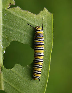 Monarch Caterpillar - Danaus plexippus Habitat: Milkweed; garden
https://www.jungledragon.com/image/131870/monarch_caterpillar_-_danaus_plexippus.html
https://www.jungledragon.com/image/131872/monarch_caterpillar_-_danaus_plexippus.html
https://www.jungledragon.com/image/131871/monarch_caterpillar_-_danaus_plexippus.html Danaus plexippus,Geotagged,Monarch butterfly,Summer,United States