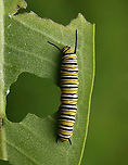 Monarch Caterpillar - Danaus plexippus Habitat: Milkweed; garden<br />
https://www.jungledragon.com/image/131870/monarch_caterpillar_-_danaus_plexippus.html<br />
https://www.jungledragon.com/image/131872/monarch_caterpillar_-_danaus_plexippus.html<br />
https://www.jungledragon.com/image/131871/monarch_caterpillar_-_danaus_plexippus.html Danaus plexippus,Geotagged,Monarch butterfly,Summer,United States
