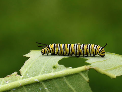 Monarch Caterpillar - Danaus plexippus Habitat: Milkweed; garden
https://www.jungledragon.com/image/131870/monarch_caterpillar_-_danaus_plexippus.html
https://www.jungledragon.com/image/131872/monarch_caterpillar_-_danaus_plexippus.html
https://www.jungledragon.com/image/131871/monarch_caterpillar_-_danaus_plexippus.html Danaus plexippus,Geotagged,Monarch butterfly,Summer,United States