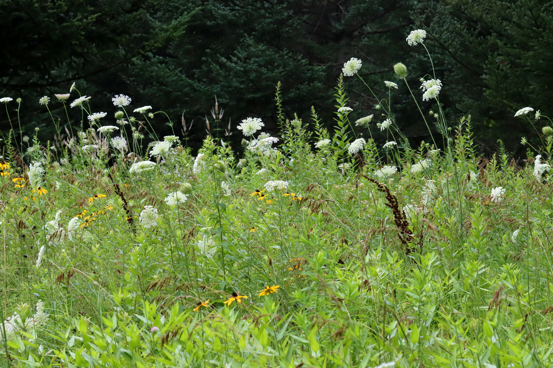 Wild Carrot - Daucus carota Habitat: Growing in a meadow Daucus,Daucus carota,Geotagged,Summer,United States,Wild carrot,meadow