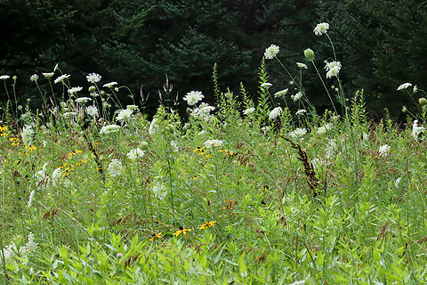 Wild Carrot - Daucus carota Habitat: Growing in a meadow Daucus,Daucus carota,Geotagged,Summer,United States,Wild carrot,meadow