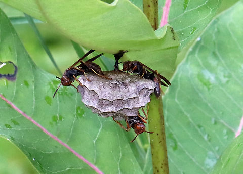 Paper Wasps with Nest - Polistes fuscatus Habitat: Meadow


More observations of these same wasps:

July 5th:
https://www.jungledragon.com/image/117794/paper_wasps_sleeping_-_polistes_fuscatus.html

July 25th:
https://www.jungledragon.com/image/131874/paper_wasps_with_nest_-_polistes_fuscatus.html

August 6th:
https://www.jungledragon.com/image/132653/paper_wasps_-_polistes_fuscatus.html Geotagged,Northern paper wasp,Polistes fuscatus,Summer,United States,paper wasp,polistes,wasp nest,wasps