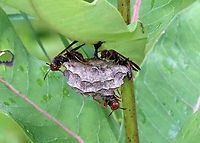 Paper Wasps with Nest - Polistes fuscatus Habitat: Meadow<br />
<br />
<br />
More observations of these same wasps:<br />
<br />
July 5th:<br />
https://www.jungledragon.com/image/117794/paper_wasps_sleeping_-_polistes_fuscatus.html<br />
<br />
July 25th:<br />
https://www.jungledragon.com/image/131874/paper_wasps_with_nest_-_polistes_fuscatus.html<br />
<br />
August 6th:<br />
https://www.jungledragon.com/image/132653/paper_wasps_-_polistes_fuscatus.html Geotagged,Northern paper wasp,Polistes fuscatus,Summer,United States,paper wasp,polistes,wasp nest,wasps