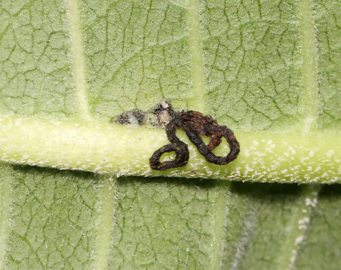 Feeding Damage and Frass I'm not sure, but I think that the feeding damage was caused by a weevil, who probably also left the frass.

Potential candidate:
https://www.jungledragon.com/image/63914/milkweed_stem_weevil_-_rhyssomatus_lineaticollis.html

Habitat: On milkweed; meadow Geotagged,Summer,United States,frass,signs of wildlife