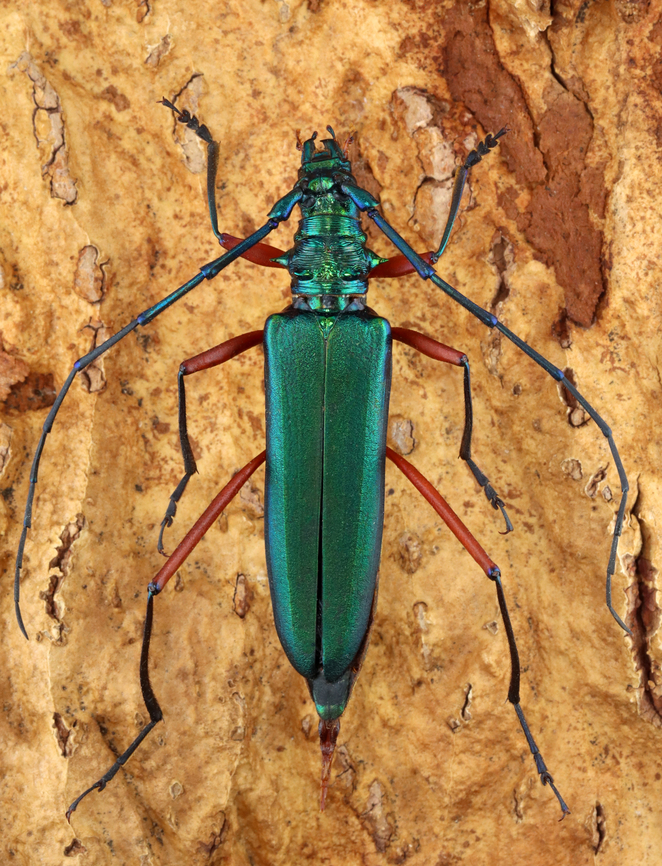 Longhorn Beetle - Plinthocoelium suaveolens *Specimen; native to the southern US and Central America Geotagged,Plinthocoelium,Plinthocoelium suaveolens,United States,Winter,beetle,longhorn beetle