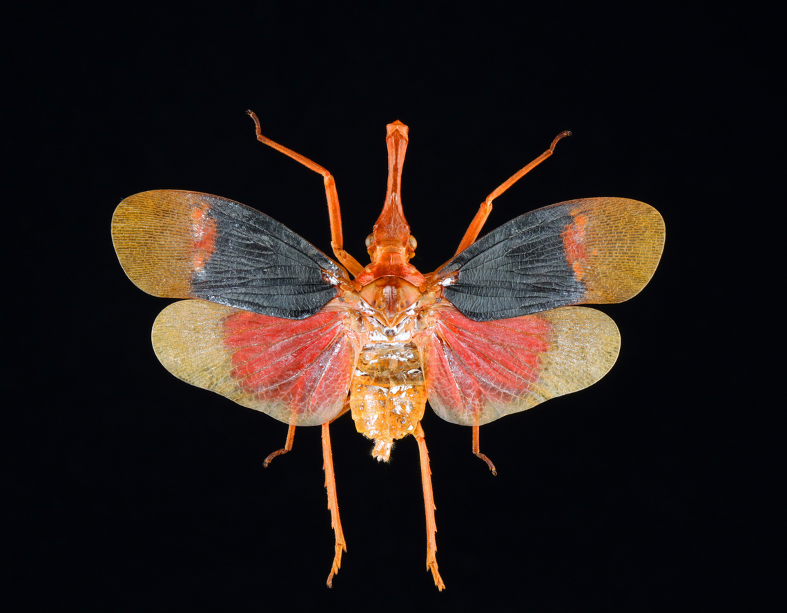 Lanternfly - Pyrops detanii The white stuff is a preservative. <br />
<br />
*Specimen; native to Indonesia Geotagged,Pyrops detanii,United States,Winter,fulgoridae,pyrops