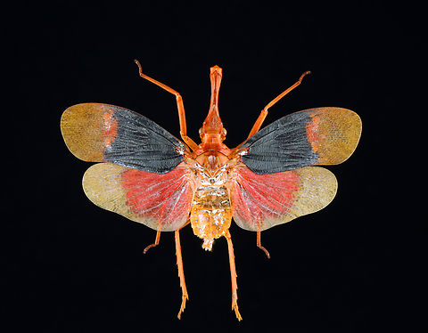 Lanternfly - Pyrops detanii The white stuff is a preservative. 

*Specimen; native to Indonesia Geotagged,Pyrops detanii,United States,Winter,fulgoridae,pyrops