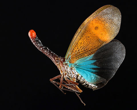 Lanternfly - Pyrops pyrorhyncha *Specimen; native to Malaysia

My lanternfly specimens are pretty fragile, but I am going to try to relax them and open their wings. Geotagged,Pyrops,Pyrops pyrorhyncha,United States,Winter,lanternbug,lanternfly