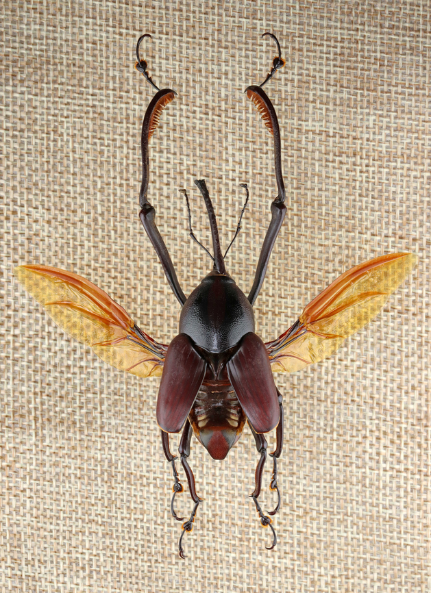 Weevil - Macrocheirus praetor This weevil is very large and difficult to shoot.<br />
<br />
*Specimen Geotagged,Macrocheirus,Macrocheirus praetor,United States,Winter,beetle,weevil