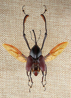 Weevil - Macrocheirus praetor This weevil is very large and difficult to shoot.

*Specimen Geotagged,Macrocheirus,Macrocheirus praetor,United States,Winter,beetle,weevil