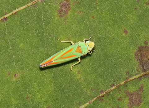 Rhododendron Leafhopper - Graphocephala fennahi Habitat: Garden Geotagged,Graphocephala,Graphocephala fennahi,Rhododendron leafhopper,Summer,United States,leafhopper