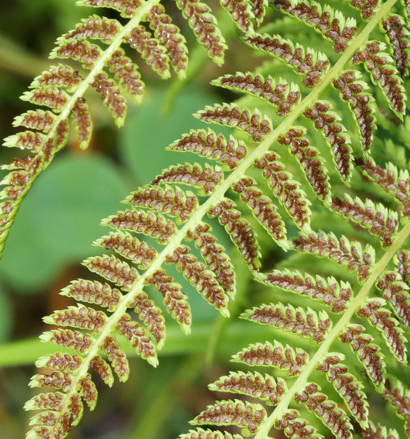 Eastern Hayscented Fern - Dennstaedtia punctilobula *Tentative ID<br />
<br />
Habitat: Mesic forest Dennstaedtia,Dennstaedtia punctilobula,Eastern hayscented fern,Geotagged,Summer,United States,fern