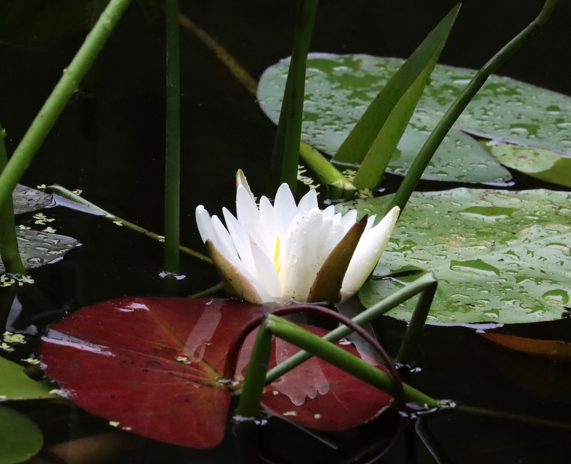Fragrant Waterlily - Nymphaea odorata Habitat: Woodland pond<br />
<figure class="photo"><a href="https://www.jungledragon.com/image/132004/fragrant_waterlily_-_nymphaea_odorata.html" title="Fragrant Waterlily - Nymphaea odorata"><img src="https://s3.amazonaws.com/media.jungledragon.com/images/3232/132004_thumb.jpg?AWSAccessKeyId=05GMT0V3GWVNE7GGM1R2&Expires=1767225610&Signature=54K%2FYaDEHNJ3o%2B5yd362ZI9Zc04%3D" width="200" height="134" alt="Fragrant Waterlily - Nymphaea odorata Habitat: Woodland pond<br />
https://www.jungledragon.com/image/132002/fragrant_waterlily_-_nymphaea_odorata.html American White Waterlily,Geotagged,Nymphaea odorata,Summer,United States" /></a></figure> American White Waterlily,Geotagged,Nymphaea odorata,Summer,United States,nymphaea,waterlily