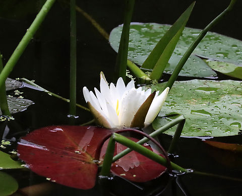 Fragrant Waterlily - Nymphaea odorata Habitat: Woodland pond
https://www.jungledragon.com/image/132004/fragrant_waterlily_-_nymphaea_odorata.html American White Waterlily,Geotagged,Nymphaea odorata,Summer,United States,nymphaea,waterlily