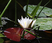 Fragrant Waterlily - Nymphaea odorata Habitat: Woodland pond<br />
https://www.jungledragon.com/image/132004/fragrant_waterlily_-_nymphaea_odorata.html American White Waterlily,Geotagged,Nymphaea odorata,Summer,United States,nymphaea,waterlily
