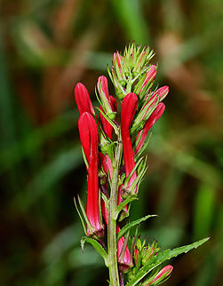 Cardinal Flower - Lobelia cardinalis Habitat: Pondside; mixed forest Cardinal Flower,Geotagged,Lobelia,Lobelia cardinalis,Summer,United States