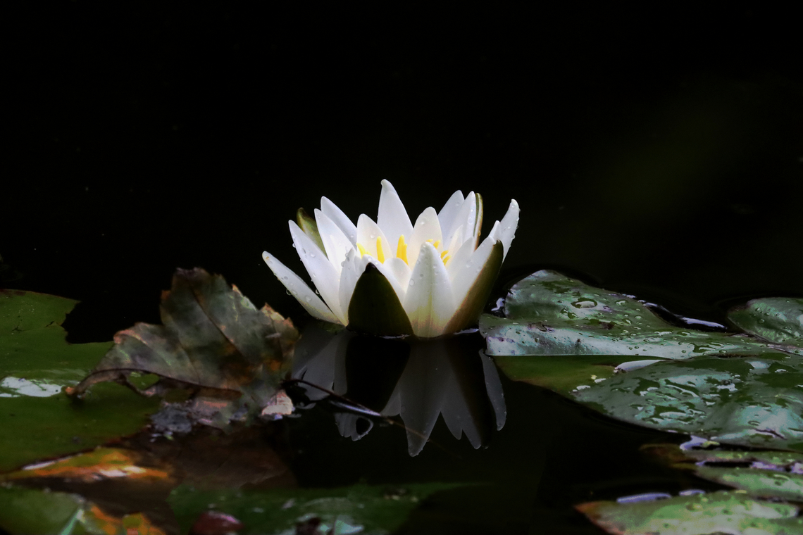 Fragrant Waterlily - Nymphaea odorata Habitat: Woodland pond<br />
<figure class="photo"><a href="https://www.jungledragon.com/image/132002/fragrant_waterlily_-_nymphaea_odorata.html" title="Fragrant Waterlily - Nymphaea odorata"><img src="https://s3.amazonaws.com/media.jungledragon.com/images/3232/132002_thumb.jpg?AWSAccessKeyId=05GMT0V3GWVNE7GGM1R2&Expires=1767225610&Signature=AftUd%2FrukyOVQyMkt7ipDs2zObI%3D" width="200" height="164" alt="Fragrant Waterlily - Nymphaea odorata Habitat: Woodland pond<br />
https://www.jungledragon.com/image/132004/fragrant_waterlily_-_nymphaea_odorata.html American White Waterlily,Geotagged,Nymphaea odorata,Summer,United States,nymphaea,waterlily" /></a></figure> American White Waterlily,Geotagged,Nymphaea odorata,Summer,United States