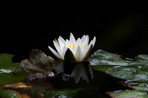 Fragrant Waterlily - Nymphaea odorata Habitat: Woodland pond
https://www.jungledragon.com/image/132002/fragrant_waterlily_-_nymphaea_odorata.html American White Waterlily,Geotagged,Nymphaea odorata,Summer,United States