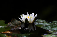 Fragrant Waterlily - Nymphaea odorata Habitat: Woodland pond<br />
https://www.jungledragon.com/image/132002/fragrant_waterlily_-_nymphaea_odorata.html American White Waterlily,Geotagged,Nymphaea odorata,Summer,United States