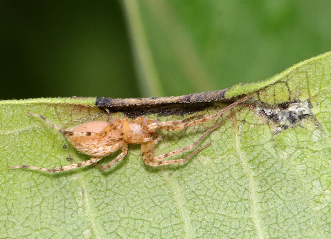 Spider - Anyphaena sp. Habitat: Milkweed leaf; meadow Anyphaena,Geotagged,Summer,United States,spider