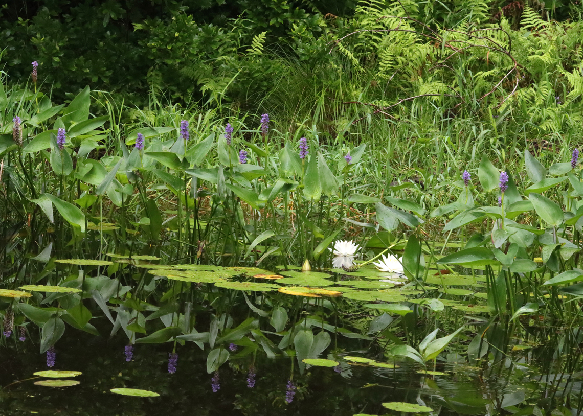 Pickerelweed - Pontederia cordata Habitat: Small woodland pond Geotagged,Pickerelweed,Pontederia,Pontederia cordata,Summer,United States,pond