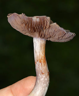 Spotted Cort - Cortinarius iodes Habitat: Deciduous forest
https://www.jungledragon.com/image/132059/spotted_cort_-_cortinarius_iodes.html
https://www.jungledragon.com/image/132061/spotted_cort_-_cortinarius_iodes.html
https://www.jungledragon.com/image/132060/spotted_cort_-_cortinarius_iodes.html Cortinarius iodes,Geotagged,Spotted cort,Summer,United States,cortinarius,fungus,mushroom