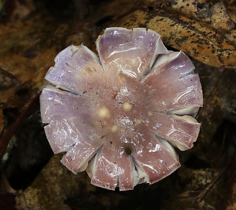 Spotted Cort - Cortinarius iodes Habitat: Deciduous forest
https://www.jungledragon.com/image/132059/spotted_cort_-_cortinarius_iodes.html
https://www.jungledragon.com/image/132061/spotted_cort_-_cortinarius_iodes.html
https://www.jungledragon.com/image/132060/spotted_cort_-_cortinarius_iodes.html Cortinarius iodes,Geotagged,Spotted cort,Summer,United States