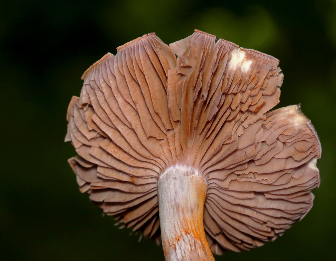 Spotted Cort - Cortinarius iodes Habitat: Deciduous forest<br />
<figure class="photo"><a href="https://www.jungledragon.com/image/132059/spotted_cort_-_cortinarius_iodes.html" title="Spotted Cort - Cortinarius iodes"><img src="https://s3.amazonaws.com/media.jungledragon.com/images/3232/132059_thumb.jpg?AWSAccessKeyId=05GMT0V3GWVNE7GGM1R2&Expires=1767225610&Signature=TxGcEWKFHigAbm6Mc%2FsZ9%2B8jlR0%3D" width="126" height="152" alt="Spotted Cort - Cortinarius iodes Habitat: Deciduous forest<br />
https://www.jungledragon.com/image/132059/spotted_cort_-_cortinarius_iodes.html<br />
https://www.jungledragon.com/image/132061/spotted_cort_-_cortinarius_iodes.html<br />
https://www.jungledragon.com/image/132060/spotted_cort_-_cortinarius_iodes.html Cortinarius iodes,Geotagged,Spotted cort,Summer,United States,cortinarius,fungus,mushroom" /></a></figure><br />
<figure class="photo"><a href="https://www.jungledragon.com/image/132061/spotted_cort_-_cortinarius_iodes.html" title="Spotted Cort - Cortinarius iodes"><img src="https://s3.amazonaws.com/media.jungledragon.com/images/3232/132061_thumb.jpg?AWSAccessKeyId=05GMT0V3GWVNE7GGM1R2&Expires=1767225610&Signature=coC5hVNSLxmqhPU%2BuFme4KmOL8M%3D" width="200" height="156" alt="Spotted Cort - Cortinarius iodes Habitat: Deciduous forest<br />
https://www.jungledragon.com/image/132059/spotted_cort_-_cortinarius_iodes.html<br />
https://www.jungledragon.com/image/132061/spotted_cort_-_cortinarius_iodes.html<br />
https://www.jungledragon.com/image/132060/spotted_cort_-_cortinarius_iodes.html Cortinarius iodes,Geotagged,Spotted cort,Summer,United States" /></a></figure><br />
<figure class="photo"><a href="https://www.jungledragon.com/image/132060/spotted_cort_-_cortinarius_iodes.html" title="Spotted Cort - Cortinarius iodes"><img src="https://s3.amazonaws.com/media.jungledragon.com/images/3232/132060_thumb.jpg?AWSAccessKeyId=05GMT0V3GWVNE7GGM1R2&Expires=1767225610&Signature=6bvyygM%2F77iMnpW9bfEvZPUAC%2Fc%3D" width="200" height="178" alt="Spotted Cort - Cortinarius iodes Habitat: Deciduous forest<br />
https://www.jungledragon.com/image/132059/spotted_cort_-_cortinarius_iodes.html<br />
https://www.jungledragon.com/image/132061/spotted_cort_-_cortinarius_iodes.html<br />
https://www.jungledragon.com/image/132060/spotted_cort_-_cortinarius_iodes.html Cortinarius iodes,Geotagged,Spotted cort,Summer,United States" /></a></figure> Cortinarius iodes,Geotagged,Spotted cort,Summer,United States