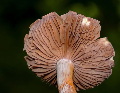 Spotted Cort - Cortinarius iodes Habitat: Deciduous forest
https://www.jungledragon.com/image/132059/spotted_cort_-_cortinarius_iodes.html
https://www.jungledragon.com/image/132061/spotted_cort_-_cortinarius_iodes.html
https://www.jungledragon.com/image/132060/spotted_cort_-_cortinarius_iodes.html Cortinarius iodes,Geotagged,Spotted cort,Summer,United States
