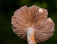 Spotted Cort - Cortinarius iodes Habitat: Deciduous forest<br />
https://www.jungledragon.com/image/132059/spotted_cort_-_cortinarius_iodes.html<br />
https://www.jungledragon.com/image/132061/spotted_cort_-_cortinarius_iodes.html<br />
https://www.jungledragon.com/image/132060/spotted_cort_-_cortinarius_iodes.html Cortinarius iodes,Geotagged,Spotted cort,Summer,United States