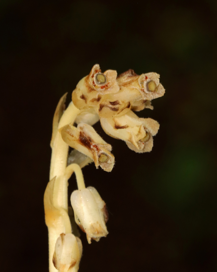 Pinesap - Monotropa hypopitys Habitat: Mixed forest<br />
<figure class="photo"><a href="https://www.jungledragon.com/image/132063/pinesap_-_monotropa_hypopitys.html" title="Pinesap - Monotropa hypopitys"><img src="https://s3.amazonaws.com/media.jungledragon.com/images/3232/132063_thumb.jpg?AWSAccessKeyId=05GMT0V3GWVNE7GGM1R2&Expires=1759968010&Signature=g1CAJe4RKe%2BQseTNpfh3VQbwqPA%3D" width="116" height="152" alt="Pinesap - Monotropa hypopitys Habitat: Mixed forest<br />
https://www.jungledragon.com/image/132062/pinesap_-_monotropa_hypopitys.html Geotagged,Monotropa,Monotropa hypopitys,Pinesap,Summer,United States" /></a></figure> Geotagged,Monotropa hypopitys,Pinesap,Summer,United States