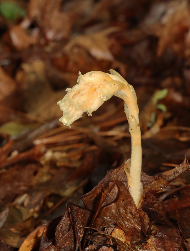 Pinesap - Monotropa hypopitys Habitat: Mixed forest<br />
<figure class="photo"><a href="https://www.jungledragon.com/image/132062/pinesap_-_monotropa_hypopitys.html" title="Pinesap - Monotropa hypopitys"><img src="https://s3.amazonaws.com/media.jungledragon.com/images/3232/132062_thumb.jpg?AWSAccessKeyId=05GMT0V3GWVNE7GGM1R2&Expires=1769040010&Signature=Jl9FoPlb0dMLNkTP8PIPiCsfrRU%3D" width="122" height="152" alt="Pinesap - Monotropa hypopitys Habitat: Mixed forest<br />
https://www.jungledragon.com/image/132063/pinesap_-_monotropa_hypopitys.html Geotagged,Monotropa hypopitys,Pinesap,Summer,United States" /></a></figure> Geotagged,Monotropa,Monotropa hypopitys,Pinesap,Summer,United States