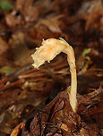 Pinesap - Monotropa hypopitys Habitat: Mixed forest<br />
https://www.jungledragon.com/image/132062/pinesap_-_monotropa_hypopitys.html Geotagged,Monotropa,Monotropa hypopitys,Pinesap,Summer,United States
