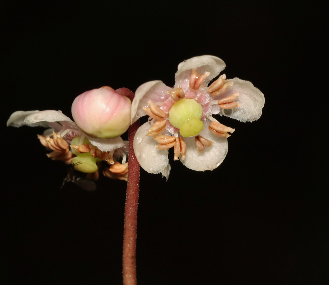Striped Wintergreen - Chimaphila maculata Habitat: Mixed forest<br />
<figure class="photo"><a href="https://www.jungledragon.com/image/132077/striped_wintergreen_-_chimaphila_maculata.html" title="Striped Wintergreen - Chimaphila maculata"><img src="https://s3.amazonaws.com/media.jungledragon.com/images/3232/132077_thumb.jpg?AWSAccessKeyId=05GMT0V3GWVNE7GGM1R2&Expires=1767225610&Signature=IOXOkFPzWhaQ23P9RPOf4avLssk%3D" width="122" height="152" alt="Striped Wintergreen - Chimaphila maculata Habitat: Mixed forest<br />
https://www.jungledragon.com/image/132076/striped_wintergreen_-_chimaphila_maculata.html Chimaphila maculata,Geotagged,Spotted Wintergreen,Summer,United States" /></a></figure> Chimaphila,Chimaphila maculata,Geotagged,Spotted Wintergreen,Summer,United States,wintergreen