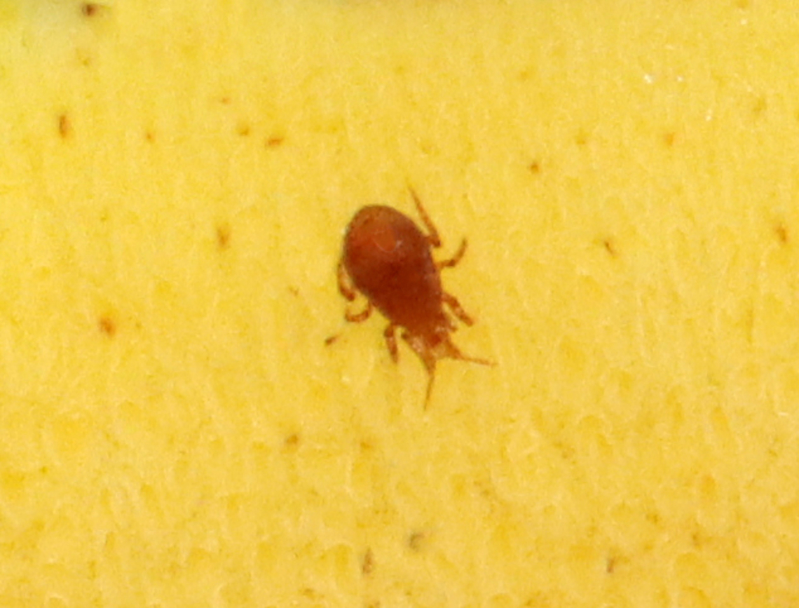 Mite - Class Arachnida, Subclass Acari Habitat: Found on the pores of a bolete; mixed forest Geotagged,Summer,United States,acari,arachnid,arachnida,mite