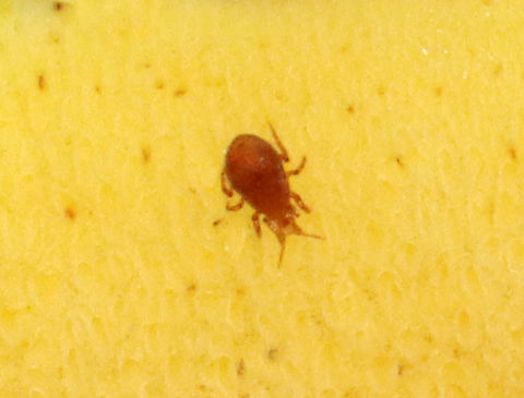 Mite - Class Arachnida, Subclass Acari Habitat: Found on the pores of a bolete; mixed forest Geotagged,Summer,United States,acari,arachnid,arachnida,mite