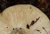 Variable Russula - Russula variata Yellowish brown cap with depression in the center. White gills, flesh, and stem. This species is very variable.<br />
<br />
Habitat: Mixed forest<br />
https://www.jungledragon.com/image/132080/variable_russula_-_russula_variata.html Geotagged,Russula variata,Summer,United States