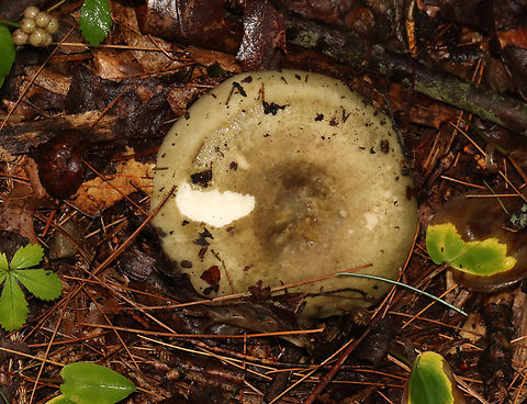 Variable Russula - Russula variata Yellowish brown cap with depression in the center. White gills, flesh, and stem. This species is very variable.

Habitat: Mixed forest
https://www.jungledragon.com/image/132079/variable_russula_-_russula_variata.html Geotagged,Russula,Russula variata,Summer,United States,Variable Russula,fungus,mushroom
