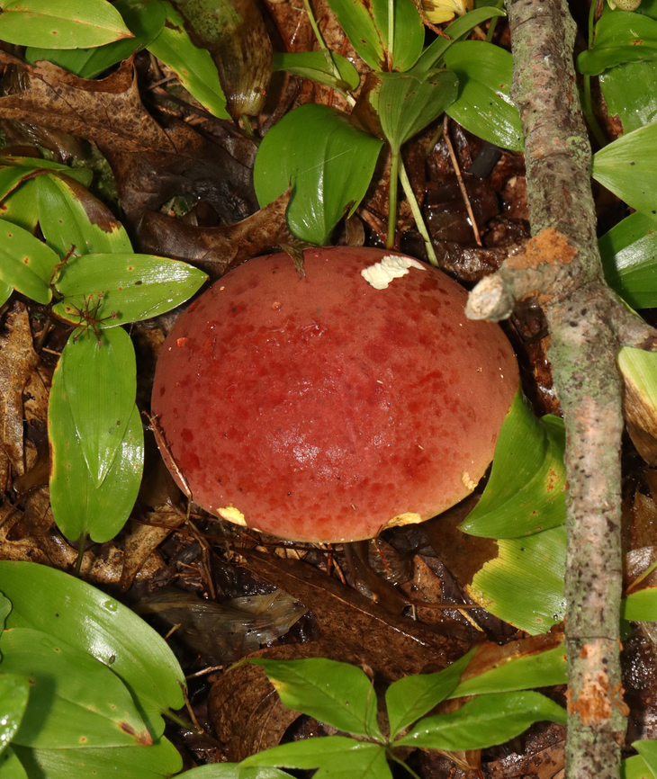 Two-colored Bolete - Baorangia bicolor Convex, velvety, red caps. Yellow pores that bruised blue. The stipes were yellowish near the apex and had red streaks on the bottom half. Caps bruised blue when handled.<br />
<br />
Habitat: Mixed forest<br />
<figure class="photo"><a href="https://www.jungledragon.com/image/132085/two-colored_bolete_-_baorangia_bicolor.html" title="Two-colored Bolete - Baorangia bicolor"><img src="https://s3.amazonaws.com/media.jungledragon.com/images/3232/132085_thumb.jpg?AWSAccessKeyId=05GMT0V3GWVNE7GGM1R2&Expires=1759968010&Signature=xct3r7Y025v76hIBUGraMjHRcls%3D" width="200" height="142" alt="Two-colored Bolete - Baorangia bicolor Convex, velvety, red caps. Yellow pores that bruised blue. The stipes were yellowish near the apex and had red streaks on the bottom half. Caps bruised blue when handled.<br />
<br />
Habitat: Mixed forest<br />
https://www.jungledragon.com/image/132084/two-colored_bolete_-_baorangia_bicolor.html Baorangia bicolor,Geotagged,Summer,Two-colored Bolete,United States" /></a></figure> Baorangia,Baorangia bicolor,Geotagged,Summer,Two-colored Bolete,United States,bolete,fungus,mushroom