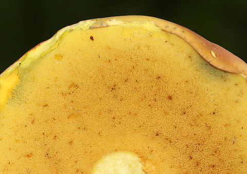 Two-colored Bolete - Baorangia bicolor Convex, velvety, red caps. Yellow pores that bruised blue. The stipes were yellowish near the apex and had red streaks on the bottom half. Caps bruised blue when handled.

Habitat: Mixed forest
https://www.jungledragon.com/image/132084/two-colored_bolete_-_baorangia_bicolor.html Baorangia bicolor,Geotagged,Summer,Two-colored Bolete,United States