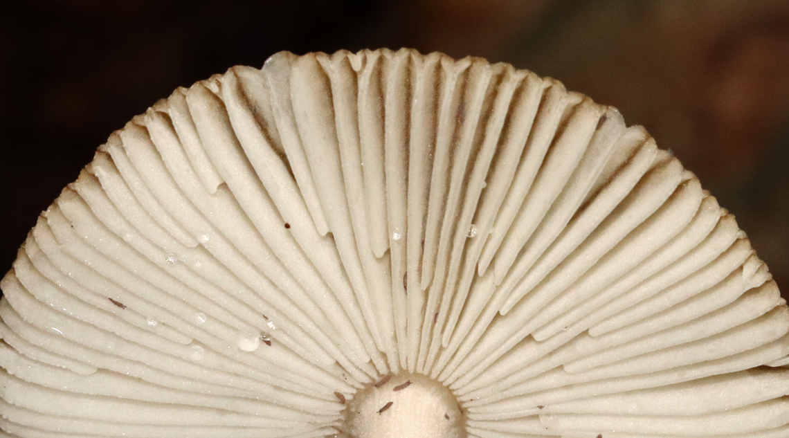 Amanita sect. Vaginatae Habitat: Mixed forest<br />
<figure class="photo"><a href="https://www.jungledragon.com/image/132103/amanita_sect._vaginatae.html" title="Amanita sect. Vaginatae"><img src="https://s3.amazonaws.com/media.jungledragon.com/images/3232/132103_thumb.jpg?AWSAccessKeyId=05GMT0V3GWVNE7GGM1R2&Expires=1759968010&Signature=tXI0l97TSshRKCOHXRxPXOmGvUg%3D" width="200" height="112" alt="Amanita sect. Vaginatae Habitat: Mixed forest<br />
https://www.jungledragon.com/image/132103/amanita_sect._vaginatae.html<br />
https://www.jungledragon.com/image/132105/amanita_sect._vaginatae.html<br />
https://www.jungledragon.com/image/132104/amanita_sect._vaginatae.html Amanita,Amanita sect. Vaginatae,Geotagged,Summer,United States,fungus,mushroom" /></a></figure><br />
<figure class="photo"><a href="https://www.jungledragon.com/image/132105/amanita_sect._vaginatae.html" title="Amanita sect. Vaginatae"><img src="https://s3.amazonaws.com/media.jungledragon.com/images/3232/132105_thumb.jpg?AWSAccessKeyId=05GMT0V3GWVNE7GGM1R2&Expires=1759968010&Signature=8SzhxMPwXWE1lt3I5D1RyCbkyl0%3D" width="120" height="152" alt="Amanita sect. Vaginatae Habitat: Mixed forest<br />
https://www.jungledragon.com/image/132103/amanita_sect._vaginatae.html<br />
https://www.jungledragon.com/image/132105/amanita_sect._vaginatae.html<br />
https://www.jungledragon.com/image/132104/amanita_sect._vaginatae.html Geotagged,Summer,United States" /></a></figure><br />
<figure class="photo"><a href="https://www.jungledragon.com/image/132104/amanita_sect._vaginatae.html" title="Amanita sect. Vaginatae"><img src="https://s3.amazonaws.com/media.jungledragon.com/images/3232/132104_thumb.jpg?AWSAccessKeyId=05GMT0V3GWVNE7GGM1R2&Expires=1759968010&Signature=eXxcvWxp7KUtAwJGkuNpeq8NUQc%3D" width="200" height="150" alt="Amanita sect. Vaginatae Habitat: Mixed forest<br />
https://www.jungledragon.com/image/132103/amanita_sect._vaginatae.html<br />
https://www.jungledragon.com/image/132105/amanita_sect._vaginatae.html<br />
https://www.jungledragon.com/image/132104/amanita_sect._vaginatae.html Geotagged,Summer,United States" /></a></figure> Amanita,Amanita sect. Vaginatae,Geotagged,Summer,United States,fungus,mushroom