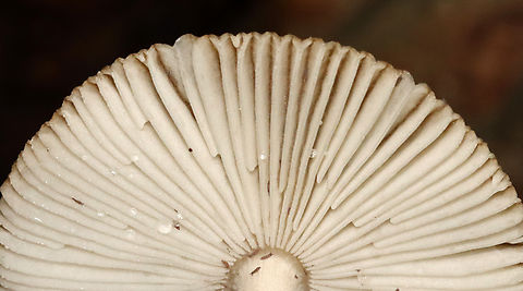 Amanita sect. Vaginatae Habitat: Mixed forest
https://www.jungledragon.com/image/132103/amanita_sect._vaginatae.html
https://www.jungledragon.com/image/132105/amanita_sect._vaginatae.html
https://www.jungledragon.com/image/132104/amanita_sect._vaginatae.html Amanita,Amanita sect. Vaginatae,Geotagged,Summer,United States,fungus,mushroom