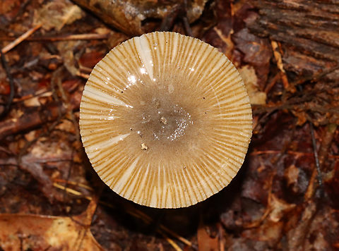 Amanita sect. Vaginatae Habitat: Mixed forest
https://www.jungledragon.com/image/132103/amanita_sect._vaginatae.html
https://www.jungledragon.com/image/132105/amanita_sect._vaginatae.html
https://www.jungledragon.com/image/132104/amanita_sect._vaginatae.html Geotagged,Summer,United States