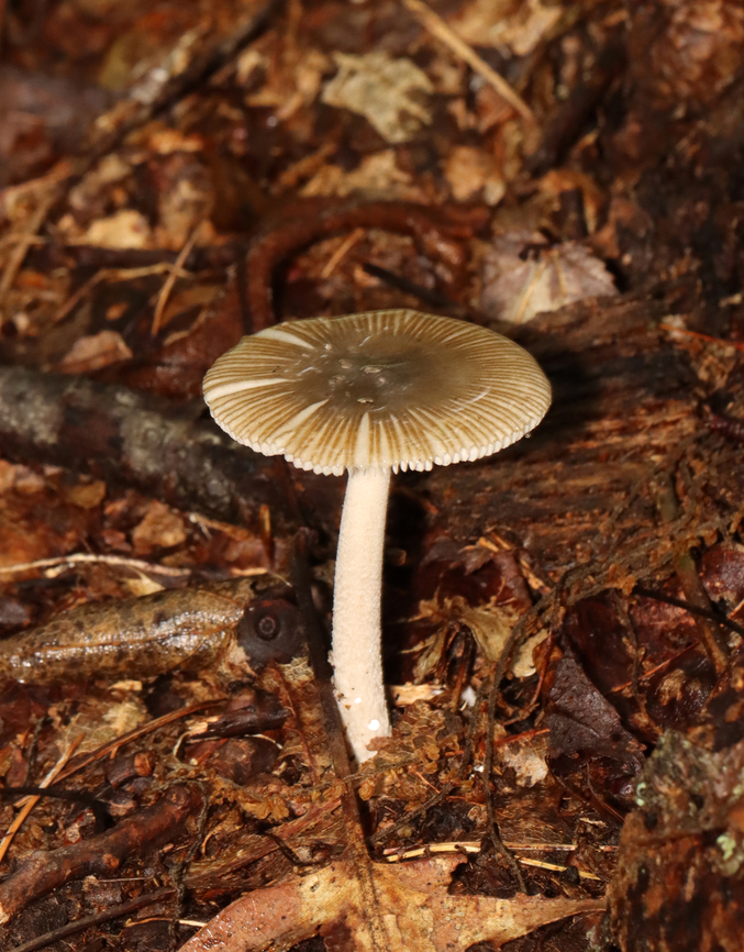 Amanita sect. Vaginatae Habitat: Mixed forest<br />
<figure class="photo"><a href="https://www.jungledragon.com/image/132103/amanita_sect._vaginatae.html" title="Amanita sect. Vaginatae"><img src="https://s3.amazonaws.com/media.jungledragon.com/images/3232/132103_thumb.jpg?AWSAccessKeyId=05GMT0V3GWVNE7GGM1R2&Expires=1759968010&Signature=tXI0l97TSshRKCOHXRxPXOmGvUg%3D" width="200" height="112" alt="Amanita sect. Vaginatae Habitat: Mixed forest<br />
https://www.jungledragon.com/image/132103/amanita_sect._vaginatae.html<br />
https://www.jungledragon.com/image/132105/amanita_sect._vaginatae.html<br />
https://www.jungledragon.com/image/132104/amanita_sect._vaginatae.html Amanita,Amanita sect. Vaginatae,Geotagged,Summer,United States,fungus,mushroom" /></a></figure><br />
<figure class="photo"><a href="https://www.jungledragon.com/image/132105/amanita_sect._vaginatae.html" title="Amanita sect. Vaginatae"><img src="https://s3.amazonaws.com/media.jungledragon.com/images/3232/132105_thumb.jpg?AWSAccessKeyId=05GMT0V3GWVNE7GGM1R2&Expires=1759968010&Signature=8SzhxMPwXWE1lt3I5D1RyCbkyl0%3D" width="120" height="152" alt="Amanita sect. Vaginatae Habitat: Mixed forest<br />
https://www.jungledragon.com/image/132103/amanita_sect._vaginatae.html<br />
https://www.jungledragon.com/image/132105/amanita_sect._vaginatae.html<br />
https://www.jungledragon.com/image/132104/amanita_sect._vaginatae.html Geotagged,Summer,United States" /></a></figure><br />
<figure class="photo"><a href="https://www.jungledragon.com/image/132104/amanita_sect._vaginatae.html" title="Amanita sect. Vaginatae"><img src="https://s3.amazonaws.com/media.jungledragon.com/images/3232/132104_thumb.jpg?AWSAccessKeyId=05GMT0V3GWVNE7GGM1R2&Expires=1759968010&Signature=eXxcvWxp7KUtAwJGkuNpeq8NUQc%3D" width="200" height="150" alt="Amanita sect. Vaginatae Habitat: Mixed forest<br />
https://www.jungledragon.com/image/132103/amanita_sect._vaginatae.html<br />
https://www.jungledragon.com/image/132105/amanita_sect._vaginatae.html<br />
https://www.jungledragon.com/image/132104/amanita_sect._vaginatae.html Geotagged,Summer,United States" /></a></figure> Geotagged,Summer,United States