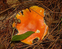 Orange Amanita - Amanita flavoconia group Habitat: Mixed forest; growing under pine<br />
https://www.jungledragon.com/image/132156/orange_amanita_-_amanita_flavoconia_group.html Amanita flavoconia,Amanita flavoconia group,Geotagged,Summer,United States,Yellow-dust Amanita,amanita,fungus,mushroom