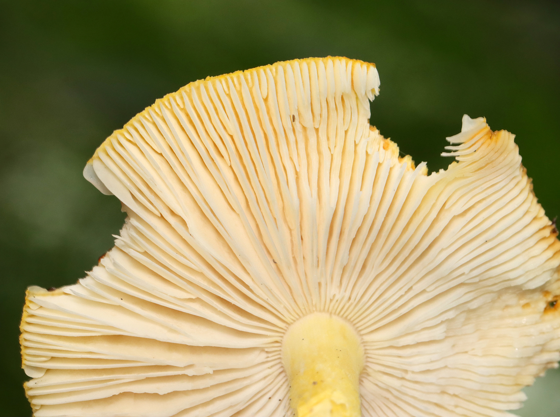 Orange Amanita - Amanita flavoconia group Habitat: Mixed forest; growing under pine<br />
<figure class="photo"><a href="https://www.jungledragon.com/image/132155/orange_amanita_-_amanita_flavoconia_group.html" title="Orange Amanita - Amanita flavoconia group"><img src="https://s3.amazonaws.com/media.jungledragon.com/images/3232/132155_thumb.jpg?AWSAccessKeyId=05GMT0V3GWVNE7GGM1R2&Expires=1767225610&Signature=U9iqrvCWIhrrNGTM2usl0W4VM7E%3D" width="200" height="162" alt="Orange Amanita - Amanita flavoconia group Habitat: Mixed forest; growing under pine<br />
https://www.jungledragon.com/image/132156/orange_amanita_-_amanita_flavoconia_group.html Amanita flavoconia,Amanita flavoconia group,Geotagged,Summer,United States,Yellow-dust Amanita,amanita,fungus,mushroom" /></a></figure> Amanita flavoconia,Geotagged,Summer,United States,Yellow-dust Amanita