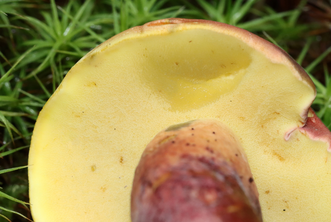 Two-colored Bolete - Baorangia bicolor Convex, velvety, red caps. Yellow pores that bruised blue. The stipes were yellowish near the apex and had red streaks on the bottom half. Caps bruised blue when handled.<br />
<br />
Habitat: Mossy area; mixed forest<br />
<figure class="photo"><a href="https://www.jungledragon.com/image/132157/two-colored_bolete_-_baorangia_bicolor.html" title="Two-colored Bolete - Baorangia bicolor"><img src="https://s3.amazonaws.com/media.jungledragon.com/images/3232/132157_thumb.jpg?AWSAccessKeyId=05GMT0V3GWVNE7GGM1R2&Expires=1759968010&Signature=kBWUpm50nkhn8rZl1HXtNgRCXV8%3D" width="200" height="134" alt="Two-colored Bolete - Baorangia bicolor Convex, velvety, red caps. Yellow pores that bruised blue. The stipes were yellowish near the apex and had red streaks on the bottom half. Caps bruised blue when handled.<br />
<br />
Habitat: Mossy area; mixed forest<br />
https://www.jungledragon.com/image/132157/two-colored_bolete_-_baorangia_bicolor.html<br />
https://www.jungledragon.com/image/132159/two-colored_bolete_-_baorangia_bicolor.html<br />
https://www.jungledragon.com/image/132158/two-colored_bolete_-_baorangia_bicolor.html Baorangia bicolor,Geotagged,Summer,Two-colored Bolete,United States" /></a></figure><br />
<figure class="photo"><a href="https://www.jungledragon.com/image/132159/two-colored_bolete_-_baorangia_bicolor.html" title="Two-colored Bolete - Baorangia bicolor"><img src="https://s3.amazonaws.com/media.jungledragon.com/images/3232/132159_thumb.jpg?AWSAccessKeyId=05GMT0V3GWVNE7GGM1R2&Expires=1759968010&Signature=X1naRGO%2FAvPwGDPak2pBogywt98%3D" width="200" height="150" alt="Two-colored Bolete - Baorangia bicolor Convex, velvety, red caps. Yellow pores that bruised blue. The stipes were yellowish near the apex and had red streaks on the bottom half. Caps bruised blue when handled.<br />
<br />
Habitat: Mossy area; mixed forest<br />
https://www.jungledragon.com/image/132157/two-colored_bolete_-_baorangia_bicolor.html<br />
https://www.jungledragon.com/image/132159/two-colored_bolete_-_baorangia_bicolor.html<br />
https://www.jungledragon.com/image/132158/two-colored_bolete_-_baorangia_bicolor.html Baorangia bicolor,Geotagged,Summer,Two-colored Bolete,United States" /></a></figure><br />
<figure class="photo"><a href="https://www.jungledragon.com/image/132158/two-colored_bolete_-_baorangia_bicolor.html" title="Two-colored Bolete - Baorangia bicolor"><img src="https://s3.amazonaws.com/media.jungledragon.com/images/3232/132158_thumb.jpg?AWSAccessKeyId=05GMT0V3GWVNE7GGM1R2&Expires=1759968010&Signature=IeiZ7znd4c94J79QOqxJiSjS%2BjM%3D" width="200" height="172" alt="Two-colored Bolete - Baorangia bicolor Convex, velvety, red caps. Yellow pores that bruised blue. The stipes were yellowish near the apex and had red streaks on the bottom half. Caps bruised blue when handled.<br />
<br />
Habitat: Mossy area; mixed forest<br />
https://www.jungledragon.com/image/132157/two-colored_bolete_-_baorangia_bicolor.html<br />
https://www.jungledragon.com/image/132159/two-colored_bolete_-_baorangia_bicolor.html<br />
https://www.jungledragon.com/image/132158/two-colored_bolete_-_baorangia_bicolor.html Baorangia,Baorangia bicolor,Geotagged,Summer,Two-colored Bolete,United States,bolete,fungus,mushroom" /></a></figure> Baorangia bicolor,Geotagged,Summer,Two-colored Bolete,United States