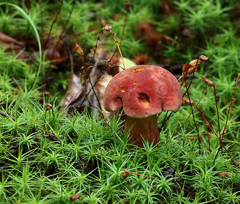 Two-colored Bolete - Baorangia bicolor Convex, velvety, red caps. Yellow pores that bruised blue. The stipes were yellowish near the apex and had red streaks on the bottom half. Caps bruised blue when handled.

Habitat: Mossy area; mixed forest
https://www.jungledragon.com/image/132157/two-colored_bolete_-_baorangia_bicolor.html
https://www.jungledragon.com/image/132159/two-colored_bolete_-_baorangia_bicolor.html
https://www.jungledragon.com/image/132158/two-colored_bolete_-_baorangia_bicolor.html Baorangia,Baorangia bicolor,Geotagged,Summer,Two-colored Bolete,United States,bolete,fungus,mushroom